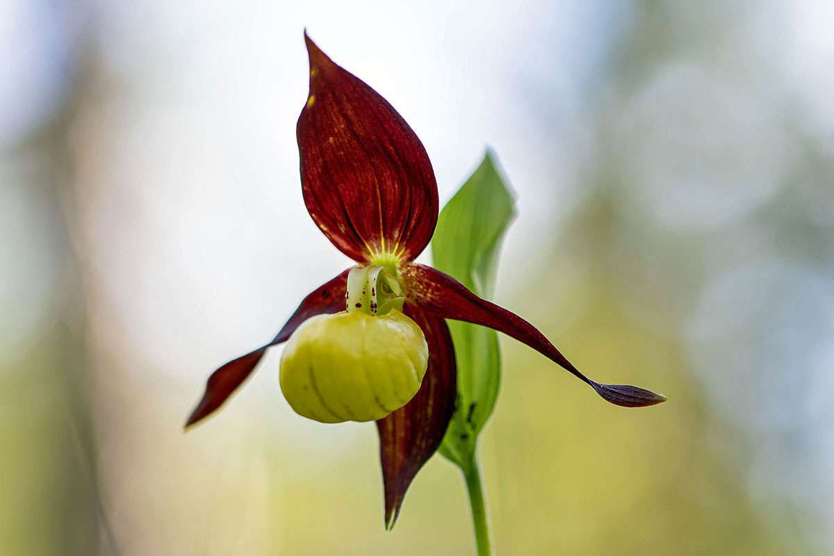 Gelber Frauenschuh (Cypripedium calceolus)