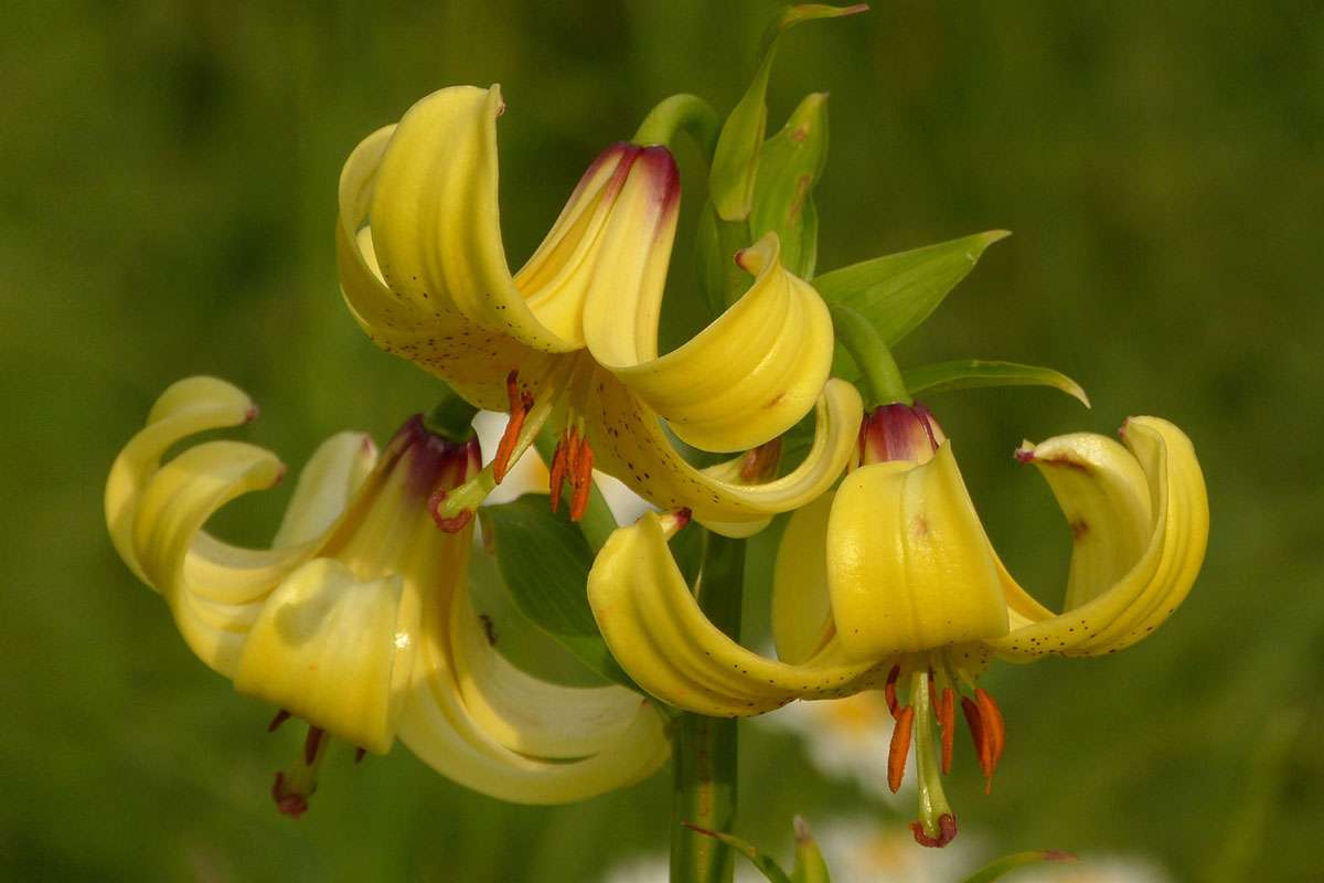 Krim-Lilie (Lilium monadelphum)