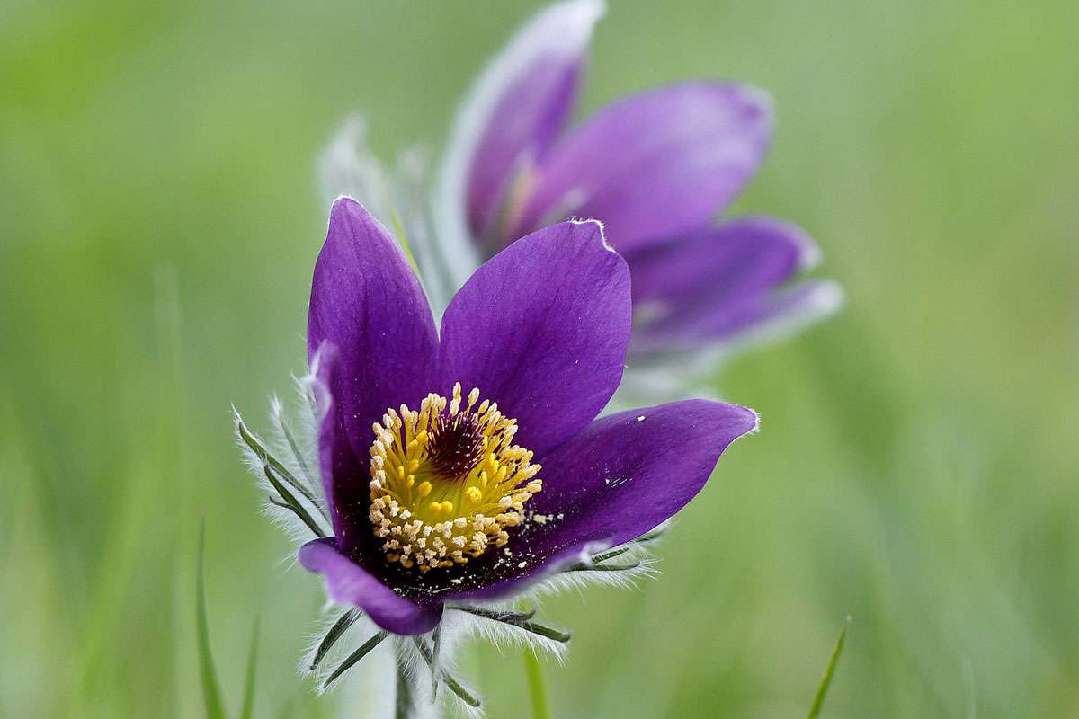 Kuhschelle (Pulsatilla spec.)