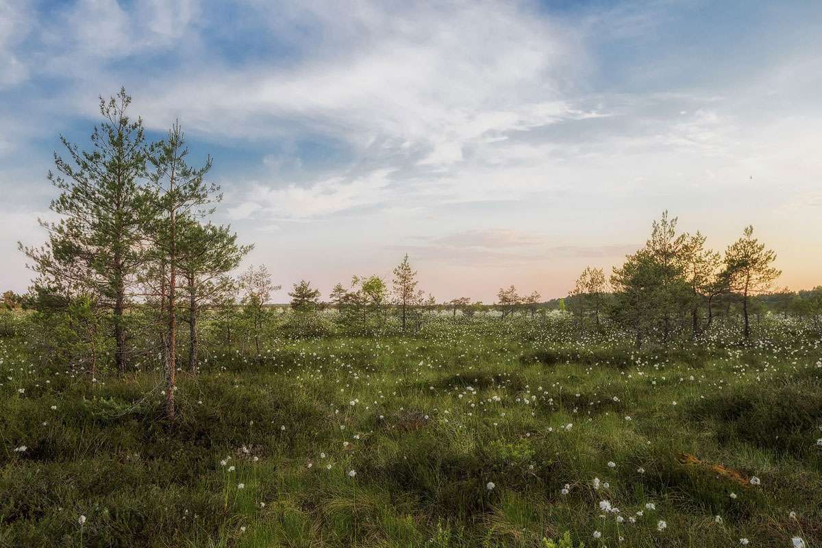 Landschaft in Estland