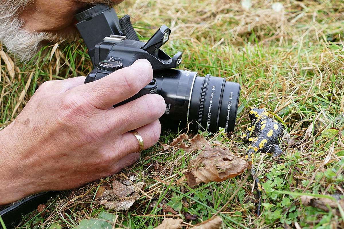 Auge in Auge mit dem Feuersalamander (Salamandra salamandra)