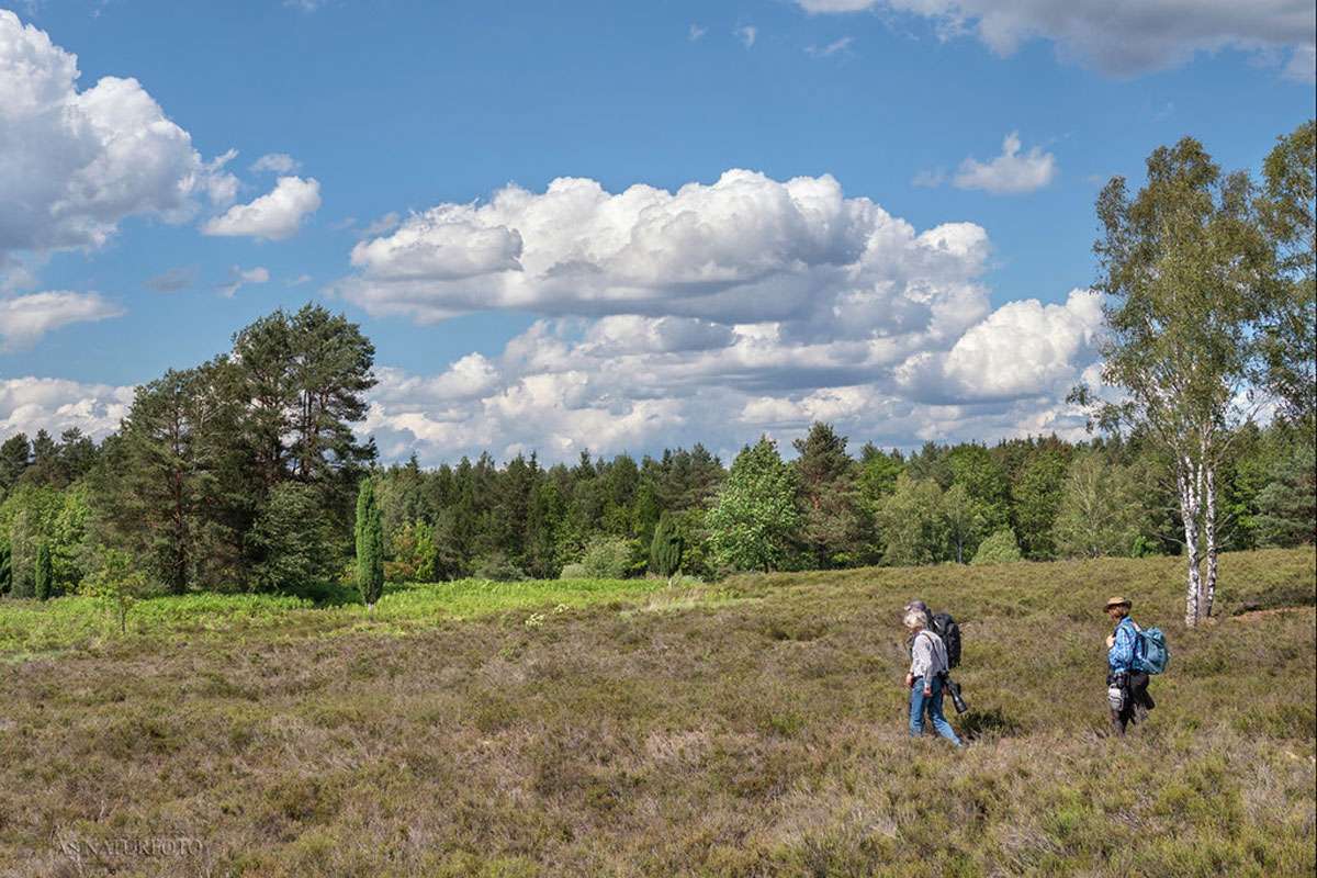 Unterwegs in der Lüneburger Heide