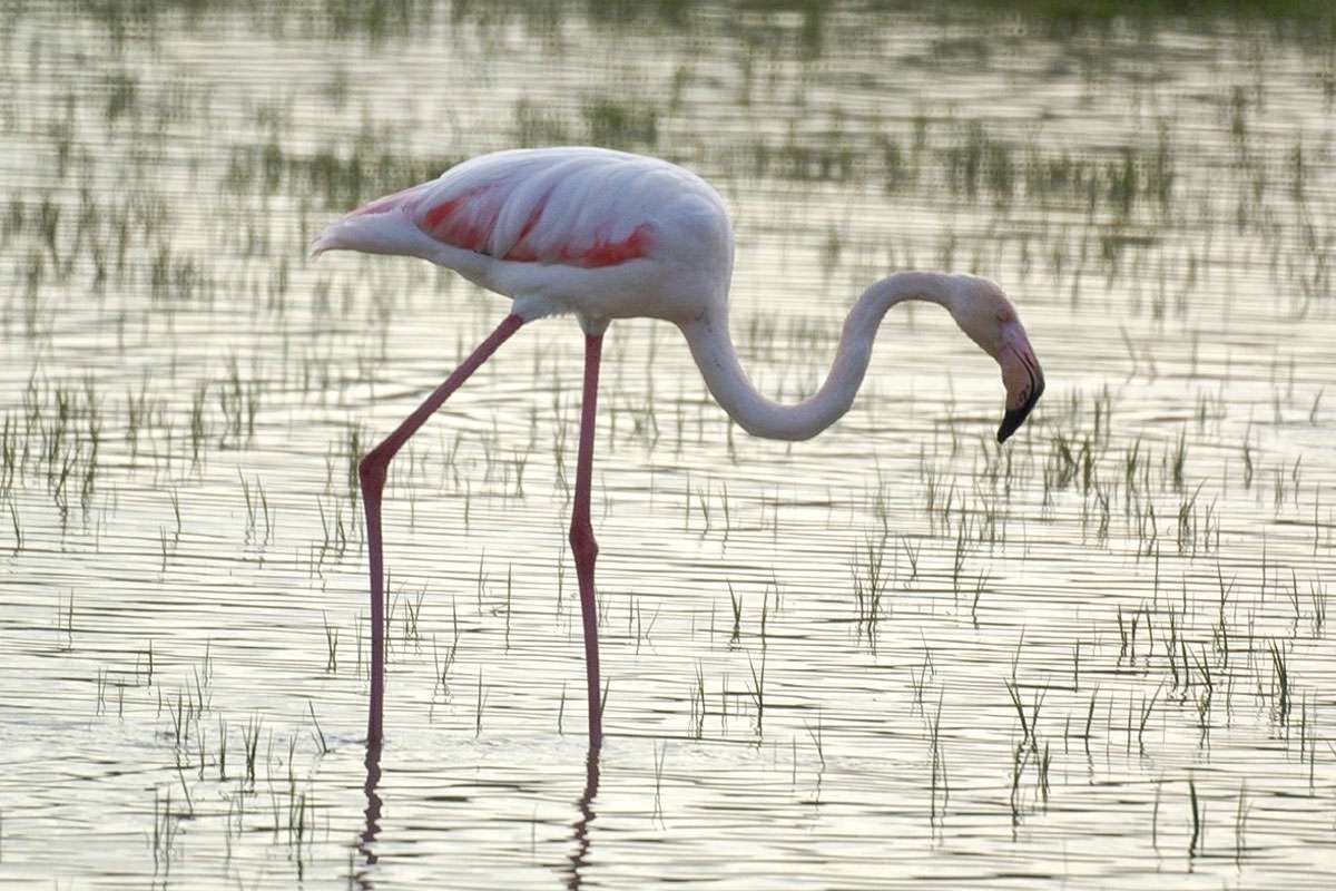 Rosaflamingo (Phoenicopterus roseus)