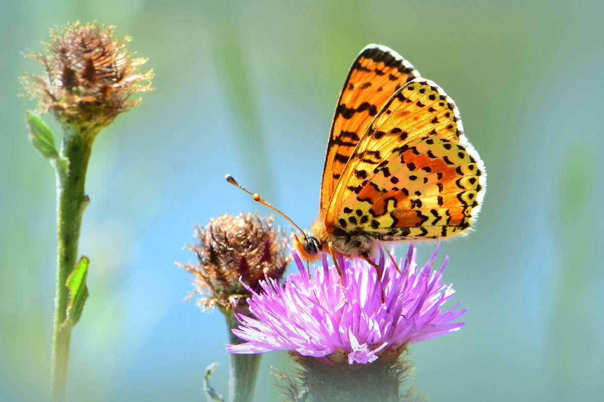 Roter Scheckenfalter (Melitaea didyma)