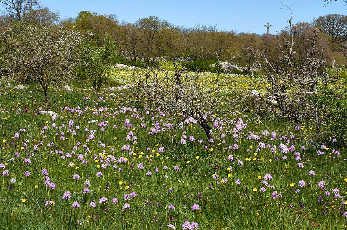 Orchideenwiese in Apulien