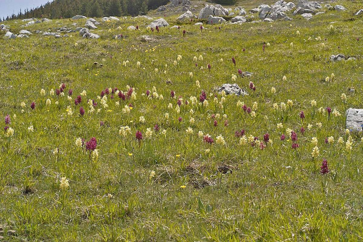 Fundort mit Holunder-Fingerwurz (Dactylorhiza sambucina), (c) Stefan Munzinger