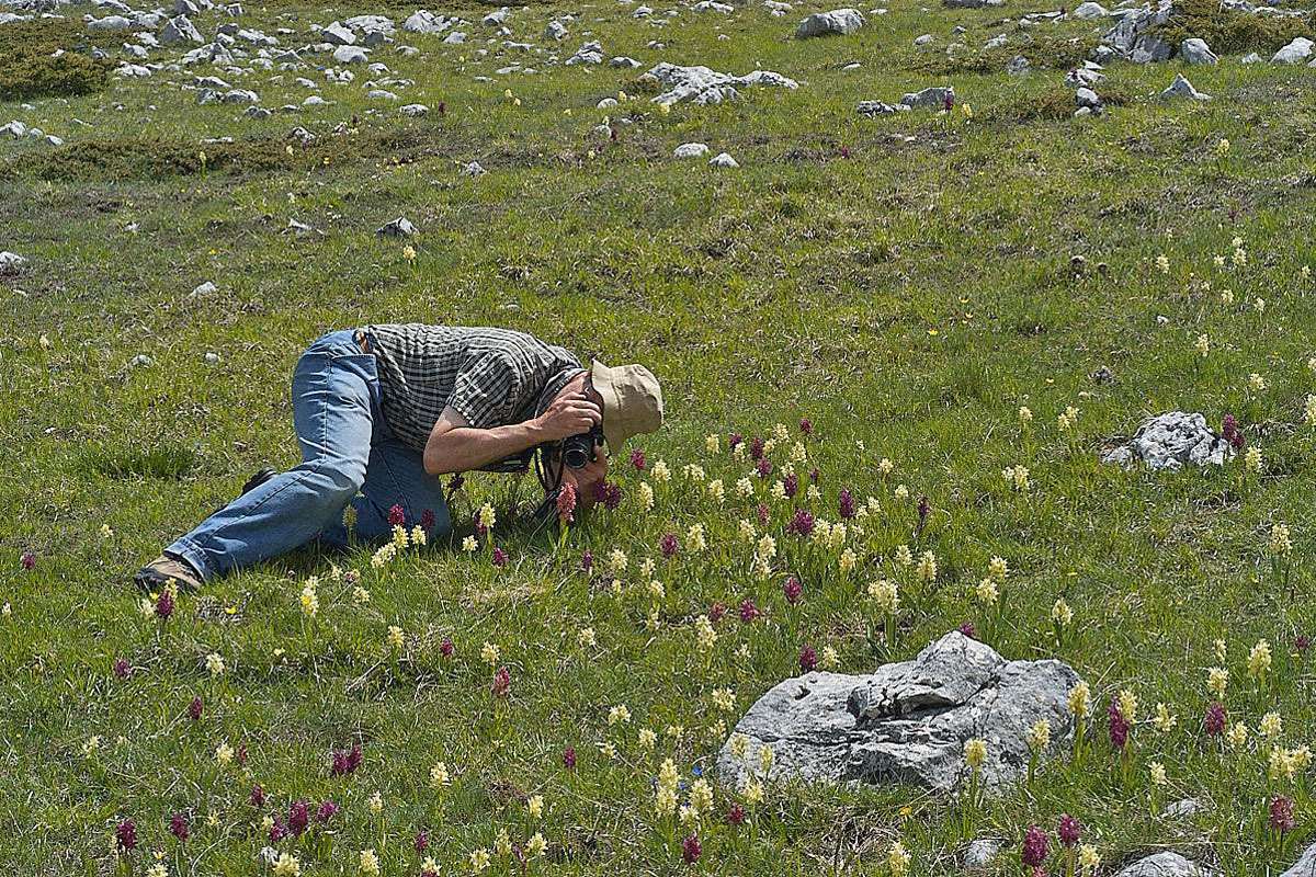 Holunder-Fingerwurz (Dactylorhiza sambucina) im Fokus, (c) Stefan Munzinger