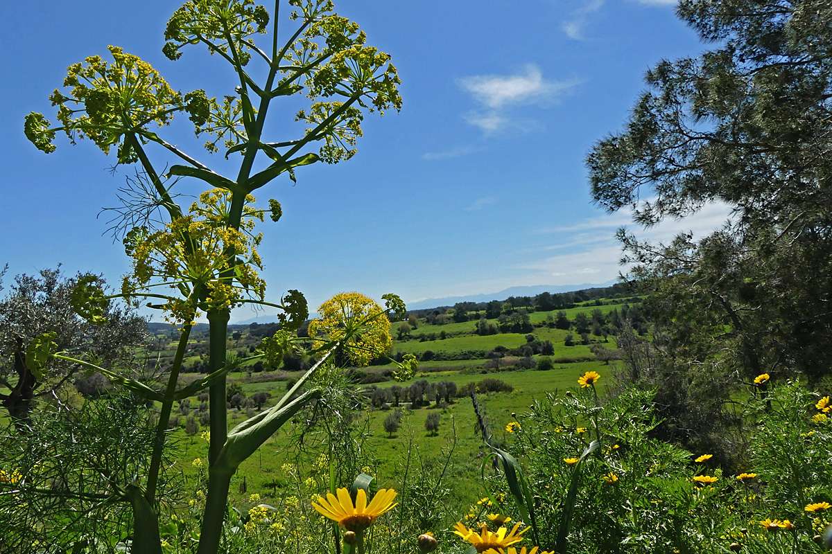 Kulturlandschaft mit Gewöhnlichem Riesenfenchel (Ferula communis), (c) Marina Çetinaslan