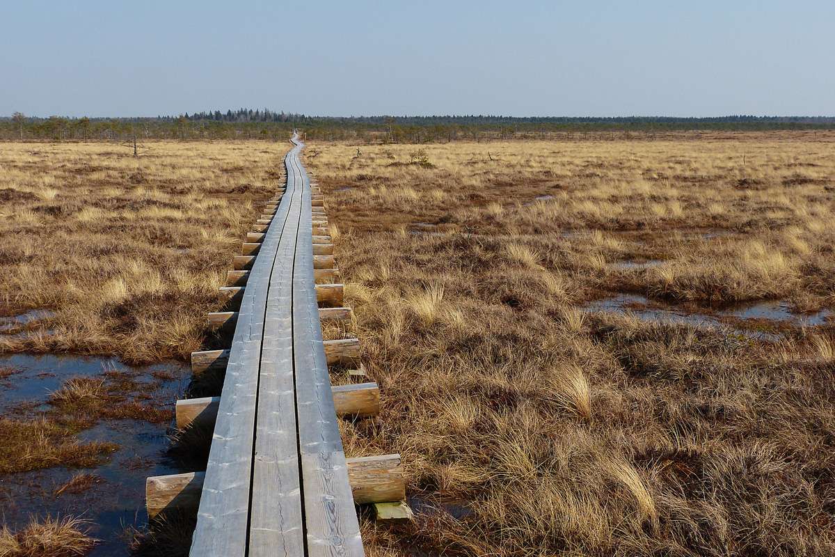 Wanderweg im Hochmoor Marimetsa, (c) Hans-Jürgen Berg/NABU-naturgucker.de