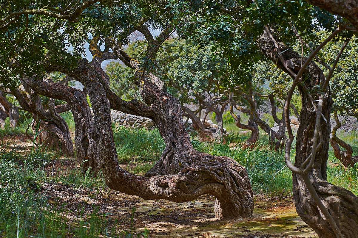 Mastixkultur: alte, knorrige Mastixsträucher (Pistacia lentiscus), (c) Stefan Munzinger/NABU-naturgucker.de