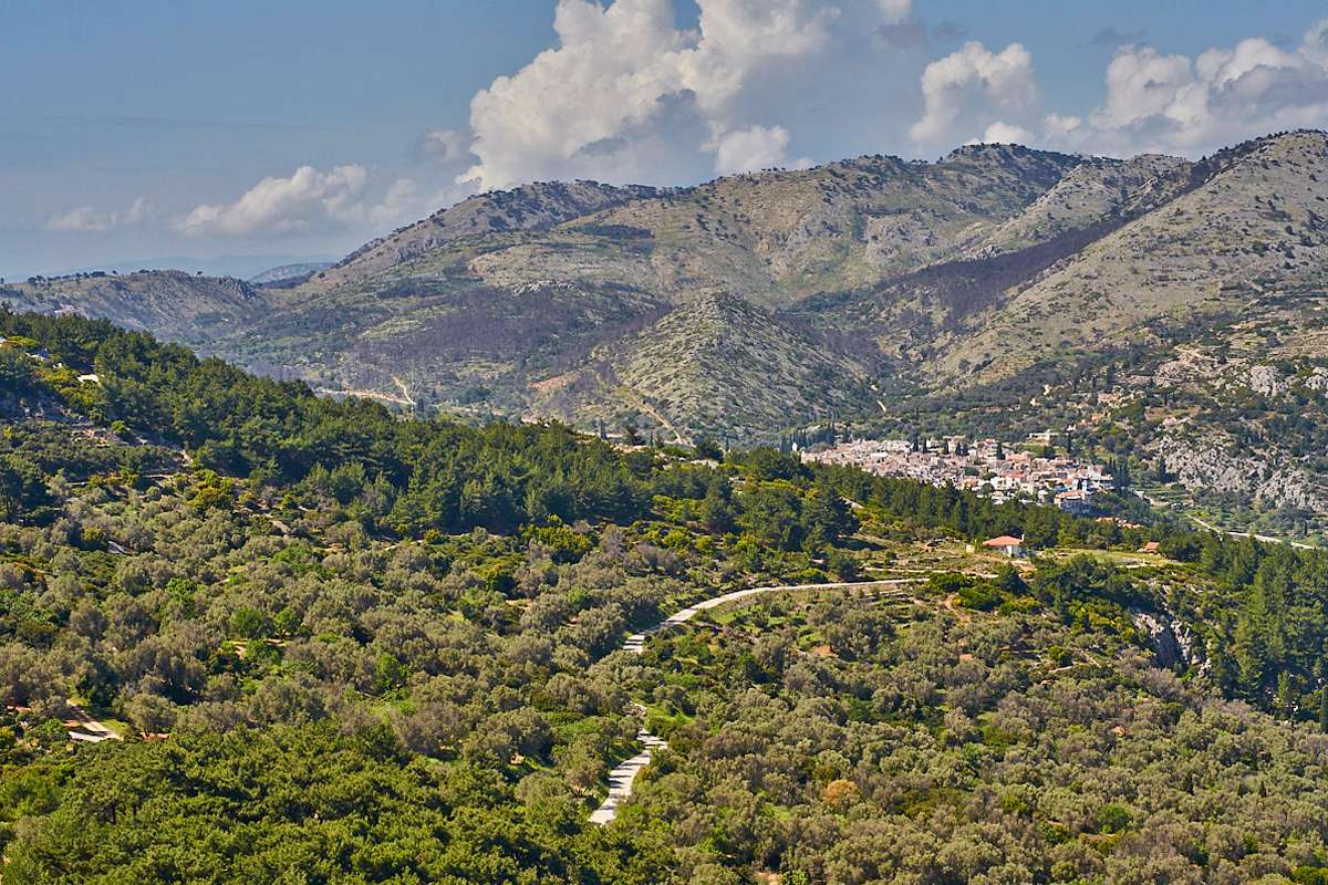 Mancherorts dominieren auf Chios Olivenbäume und Kiefern die Landschaft, (c) Stefan Munzinger/NABU-naturgucker.de