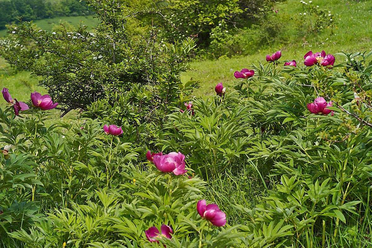 Echte Pfingstrose (Paeonia officinalis), (c) Stefan Munzinger