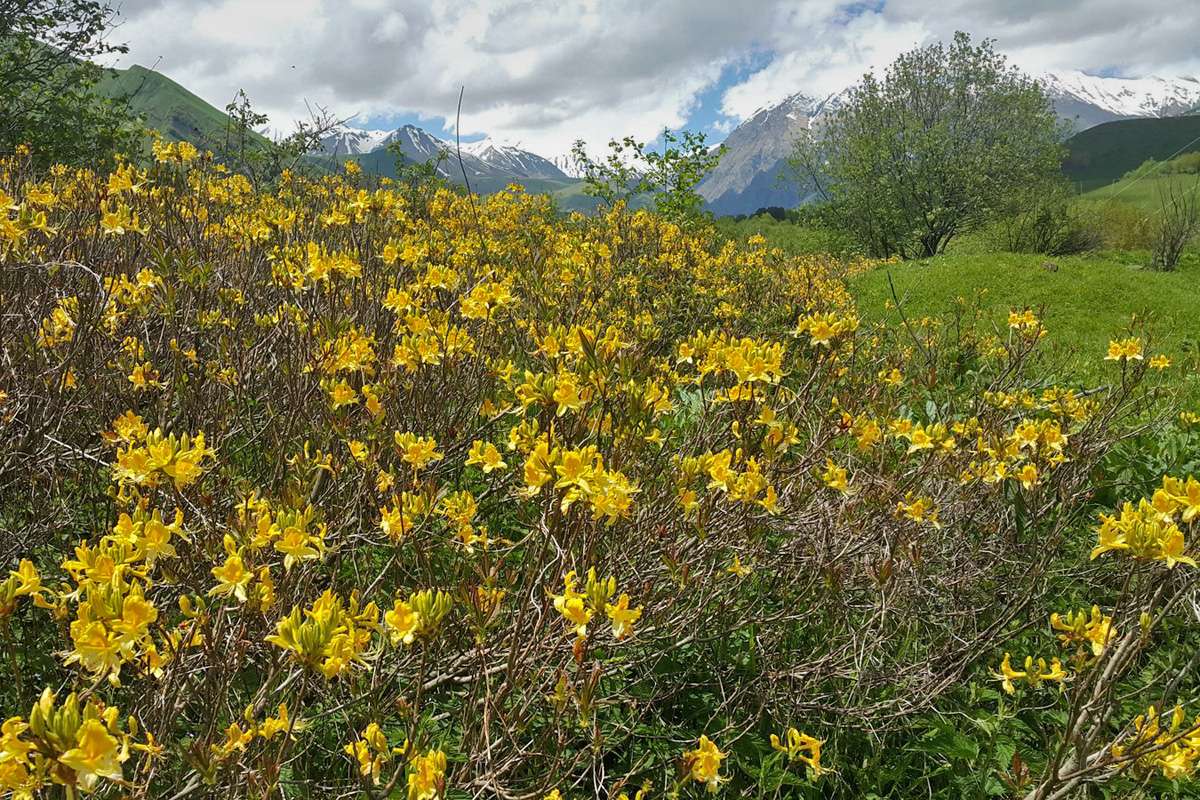 Gelbe Azalee (Rhododendron luteum)