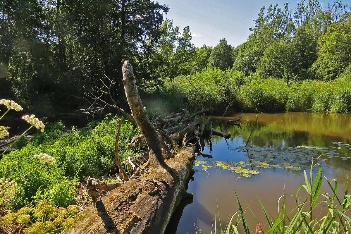 Waldweiher in Estland, (c) Jörg Chmill/NABU-naturgucker.de