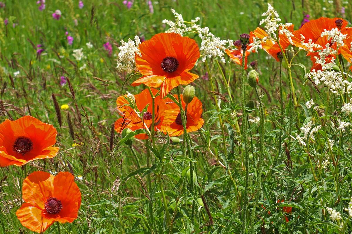 Eine der mehrjährigen Mohnarten (Papaver spec.) auf einer Blumenwiese