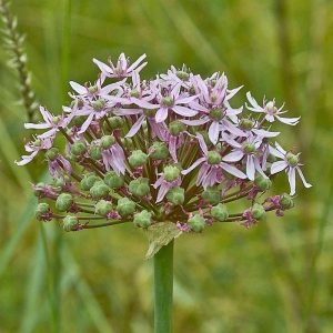 Schwarzer Lauch (Allium nigrum), (c) Stefan Munzinger/NABU-naturgucker.de