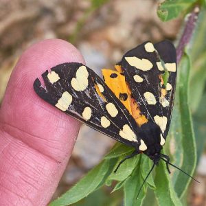 Schwarzer Bär (Arctia villica), (c) Stefan Munzinger/NABU-naturgucker.de