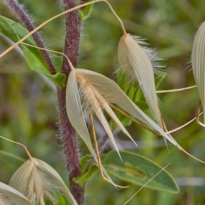 Bart-Hafer (Avena barbata), (c) Stefan Munzinger/NABU-naturgucker.de