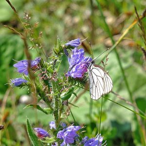 Baum-Weißling (Aporia crataegi) auf Gewöhnlichem Natternkopf (Echium vulgare), (c) Christa Corde/NABU-naturgucker.de