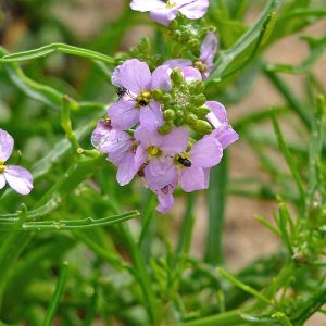 Europäischer Meersenf (Cakile maritima), (c) Christa Corde/NABU-naturgucker.de