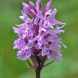 Gefleckte Fingerwurz (Dactylorhiza maculata), (c) Christa Corde/NABU-naturgucker.de