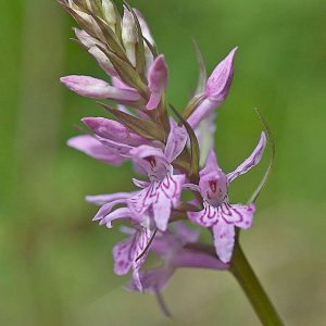 Sackspornige Fingerwurz (Dactylorhiza saccifera), (c) Stefan Munzinger