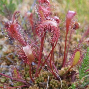 Langblättriger Sonnentau (Drosera longifolia), (c) Margret Röker/NABU-naturgucker.de