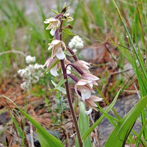 Sumpf-Stendelwurz (Epipactis palustris), (c) Christa Corde/NABU-naturgucker.de