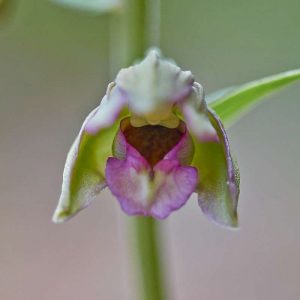 Bithynische Breitblättrige Stendelwurz (Epipactis helleborine subsp. bithynica), (c) Stefan Munzinger/NABU-naturgucker.de