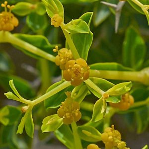 Dornbusch-Wolfsmilch (Euphorbia acanthothamnos), (c) Stefan Munzinger/NABU-naturgucker.de