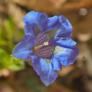 Stengelloser Silikat-Enzian (Gentiana acaulis), (c) Stefan Munzinger