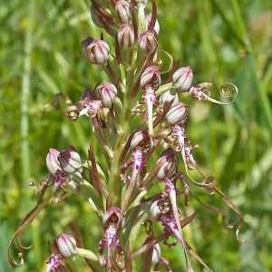 Adria-Riemenzunge (Himantoglossum adriaticum), (c) Reiner Merkel