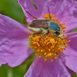 Blatthornkäfer (Scarabaeidae spec.) auf Kretischer Zistrose (Cistus incanus subsp. creticus), (c) Stefan Munzinger/NABU-naturgucker.de