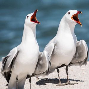 Korallenmöwen (Larus audouinii), (c) Georg-Dietrich Kunzendorf/NABU-naturgucker.de