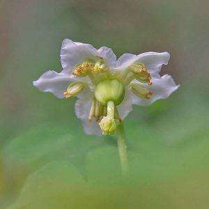 Einblütiges Wintergrün (Moneses uniflora), (c) Kerstin Karg/NABU-naturgucker.de,