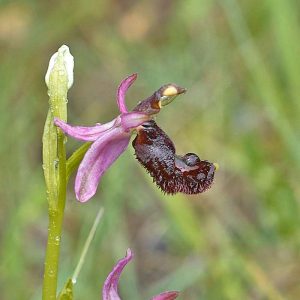 Gewöhnliche Bertolonis Ragwurz (Ophrys bertolonii subsp. bertolonii), (c) Stefan Munzinger