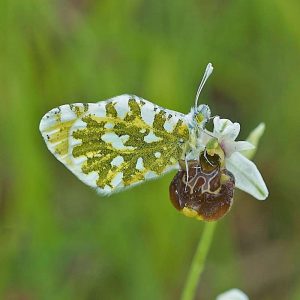 Hummel-Ragwurz (Ophrys fuciflora) mit Östlichem Gesprenkeltem Weißling (Euchloe ausonia), (c) Stefan Munzinger