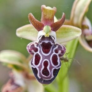 Kotschys Ragwurz (Ophrys kotschyi), (c) Stefan Munzinger/NABU-naturgucker.de