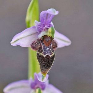 Lapethos-Ragwurz (Ophrys lapethica), (c) Stefan Munzinger/NABU-naturgucker.de