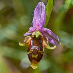 Phrygische Ragwurz (Ophrys oestrifera var. phrygia), (c) Stefan Munzinger/NABU-naturgucker.de