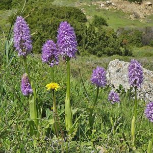 Italien-Knabenkraut (Orchis italica), (c) Marina Çetinaslan