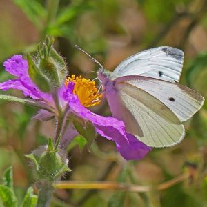 Kleiner Kohlweißling (Pieris rapae), (c) Marina Çetinaslan