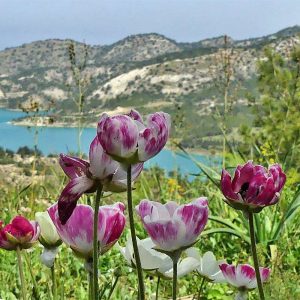 Asiatischer Hahnenfuß (Ranunculus asiaticus), (c) Marina Çetinaslan