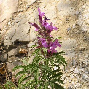 Garedscha-Salbei (Salvia garedjii), (c) Christa Corde/NABU-naturgucker.de