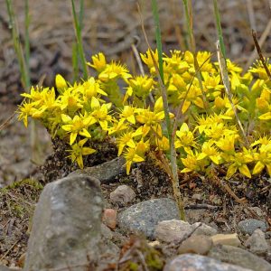 Scharfer Mauerpfeffer (Sedum acre), (c) Christa Corde/NABU-naturgucker.de