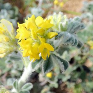 Strand-Schneckenklee (Medicago marina), (c) Michael Kunde/NABU-naturgucker.de