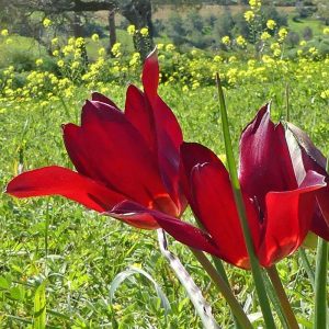 Zypern-Tulpe (Tulipa cypria), (c) Marina Çetinaslan