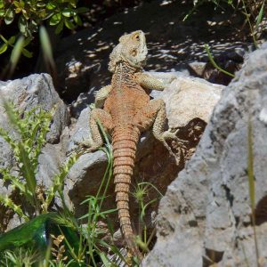 Zypern-Hardun (Stellagama stellio subsp. cypriaca), (c) Michael Wüst/NABU-naturgucker.de