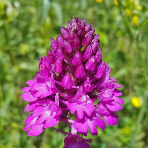 Pyramiden-Hundswurz (Anacamptis pyramidalis), (c) Dr. Hans Buhr