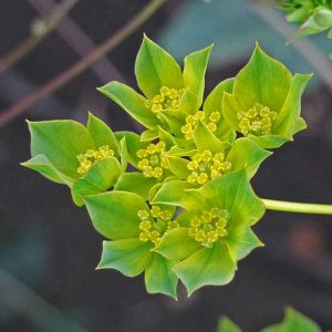 Rundblättriges Hasenohr (Bupleurum rotundifolium), (c) Christa Corde/NABU-naturgucker.de